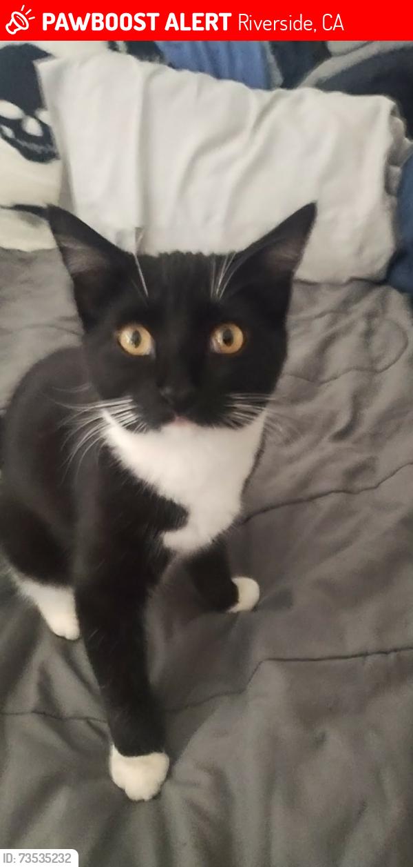 Lost Female Cat last seen Rusting & Minerva Ct, Riverside, CA 92507