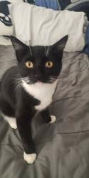 Lost Female Cat last seen Rusting & Minerva Ct, Riverside, CA 92507