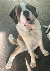 Reunited Male Dog last seen Castlebrook Drive and Allenby Drive, Raleigh, NC 27604