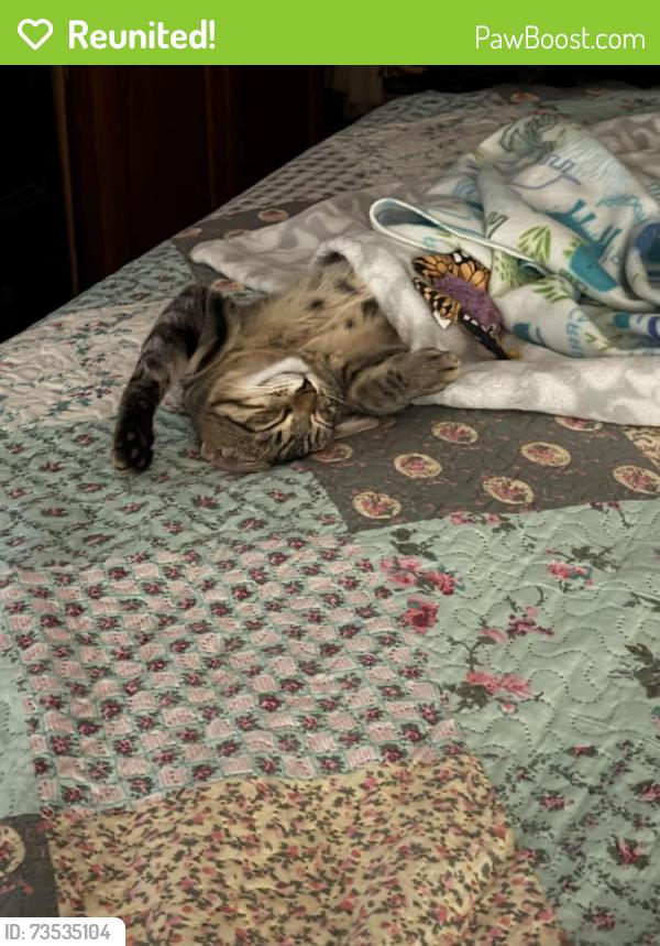 Reunited Male Cat last seen 96th and Adobe, Mesa, AZ 85207