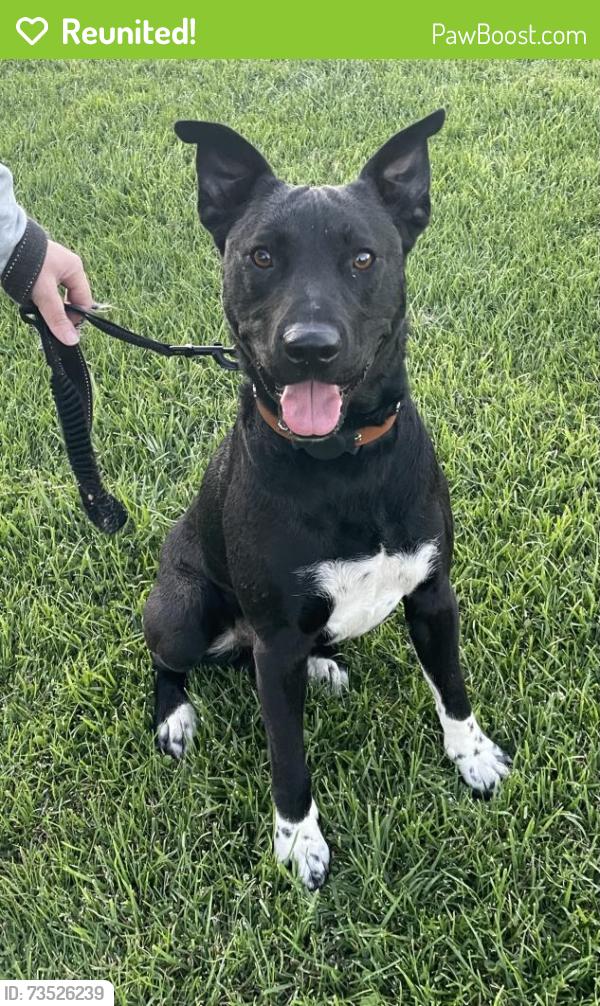 Reunited Male Dog last seen Kemsley st Pearce, Pearce, ACT 2607