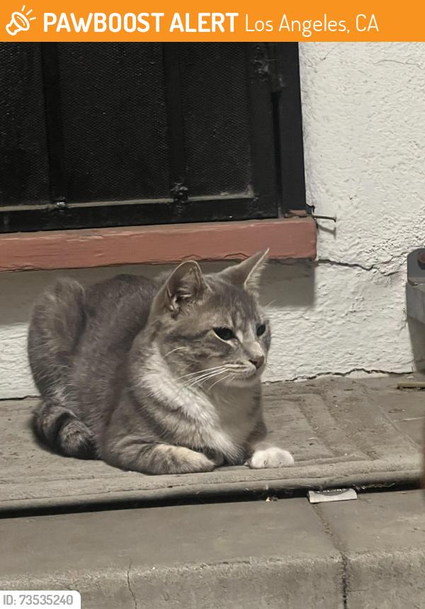 Found/Stray Female Cat last seen Cochran Ave, Los Angeles, CA 90019