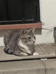 Found/Stray Female Cat last seen Cochran Ave, Los Angeles, CA 90019