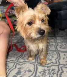 Found/Stray Male Dog last seen W Kiest Rd and S Polk, Dallas, TX 75224
