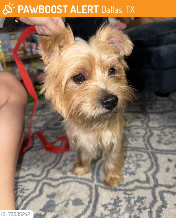 Found/Stray Male Dog last seen W Kiest Rd and S Polk, Dallas, TX 75224