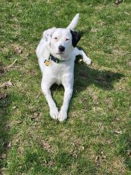 Reunited Female Dog last seen Near Pembroke Rd, Birmingham, MI 48009, Birmingham, MI 48009