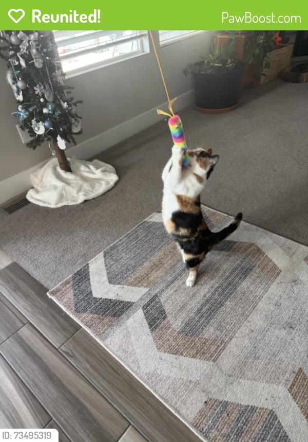 Reunited Female Cat last seen Near South and 3200 West, South Willows neighborhood, Riverton, UT 84095