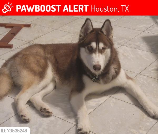 Lost Male Dog last seen laureldale rd, lybert rd, Houston, TX 77041