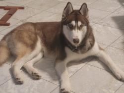 Lost Male Dog last seen laureldale rd, lybert rd, Houston, TX 77041