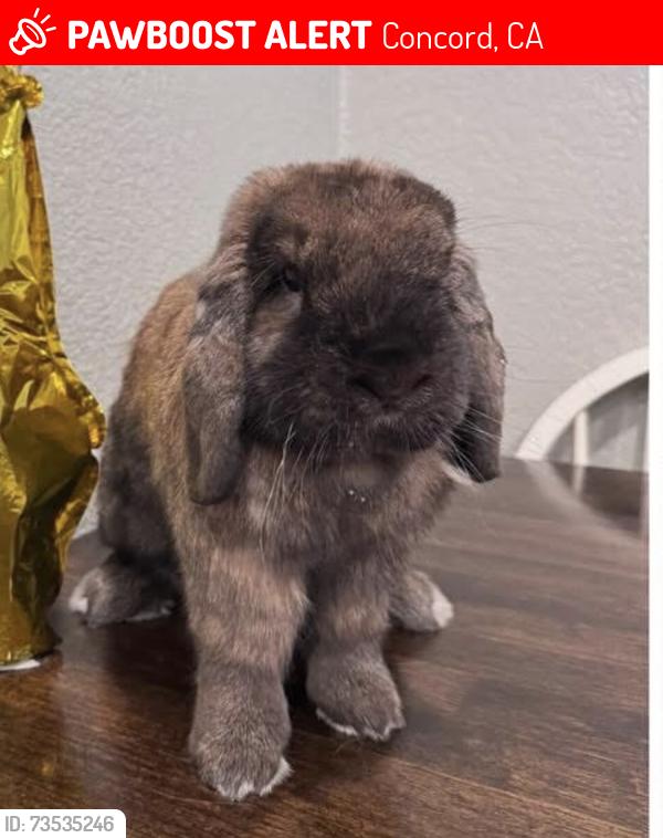 Lost Male Rabbit last seen New York Drive, Concord, CA 94521