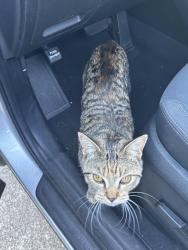 Reunited Female Cat last seen Near Montvale Elementary School, Maryville, TN 37803