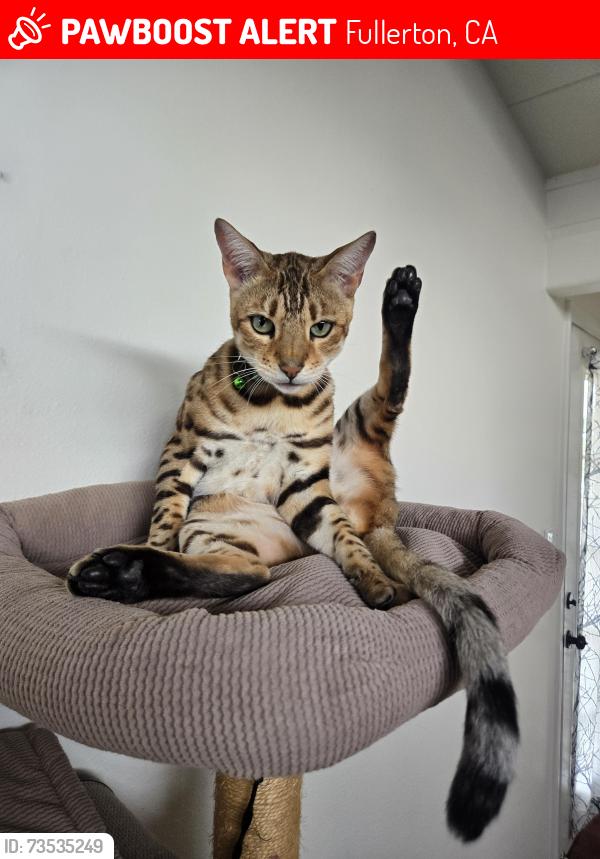 Lost Male Cat last seen Southgate, Fullerton, CA 92832