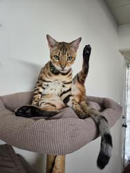 Lost Male Cat last seen Southgate, Fullerton, CA 92832