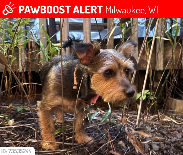 Lost Male Dog last seen Interstate 41 & 35st south greenfield, Milwaukee, WI 53221