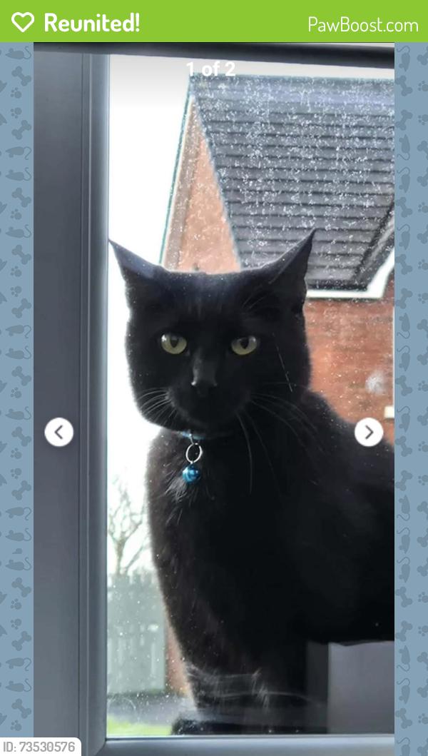 Reunited Male Cat last seen Thaxton, Lisburn, Lisburn and Castlereagh, Northern Ireland BT28 3FL
