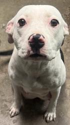 Shelter Stray Female Dog last seen 