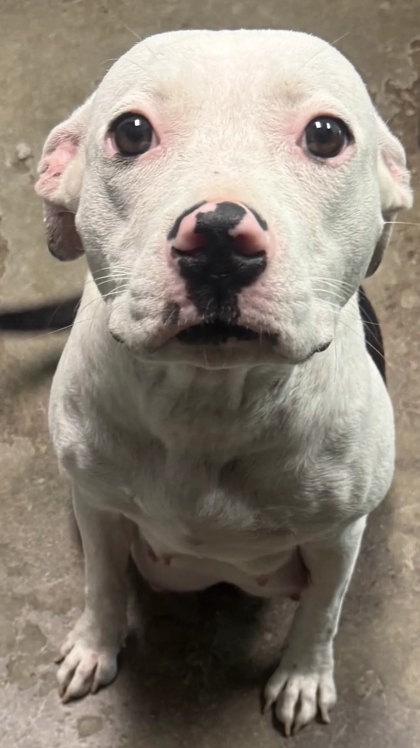 Shelter Stray Female Dog last seen 