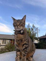 Reunited Male Cat last seen chalet dr. or park on pacific dr, Commerce, CA 90040