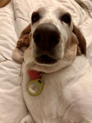 Reunited Female Dog last seen Sherburne and Pascal in Midway St. Paul, Saint Paul, MN 55104