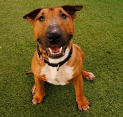 Shelter Stray Male Dog last seen Near 54 Street, San Diego, CA, 92105, 5500 Gaines St, San Diego, CA 92110, USA
