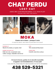 Lost Male Cat last seen 1st Balcony 145 boul Bouchard, Dorval, QC H9S 0B2