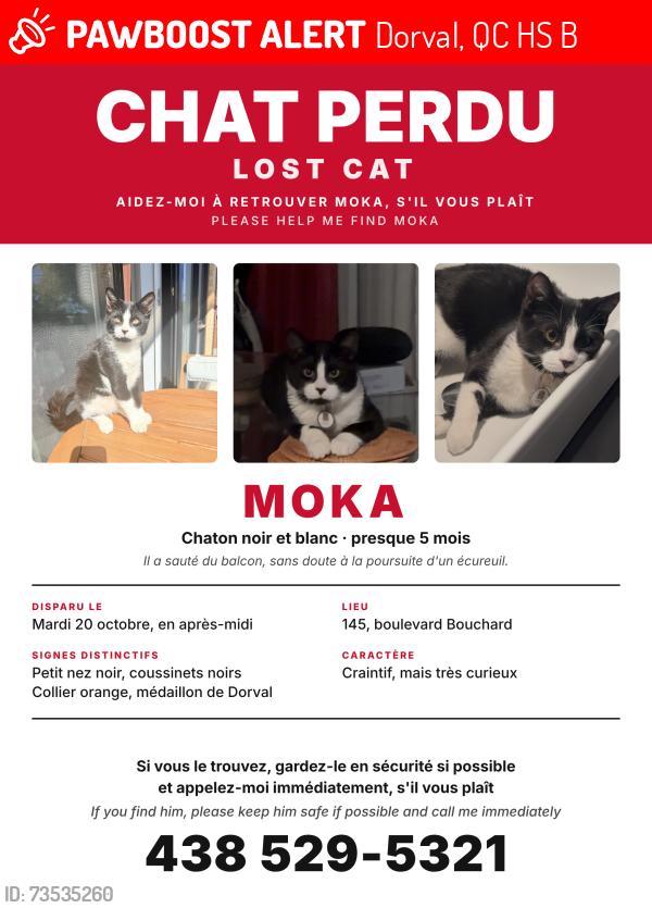 Lost Male Cat last seen 1st Balcony 145 boul Bouchard, Dorval, QC H9S 0B2