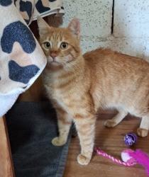 Lost Female Cat last seen Dover Ferry Terminal, Marine Parade,  CT17 9BU
