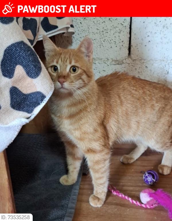 Lost Female Cat last seen Dover Ferry Terminal, Marine Parade,  CT17 9BU