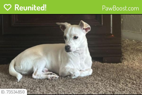 Reunited Male Dog last seen Custer Rd and Melrose Rd, Richardson, TX 75080