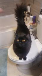 Lost Female Cat last seen Allison and oberon rd, Arvada, CO 80004