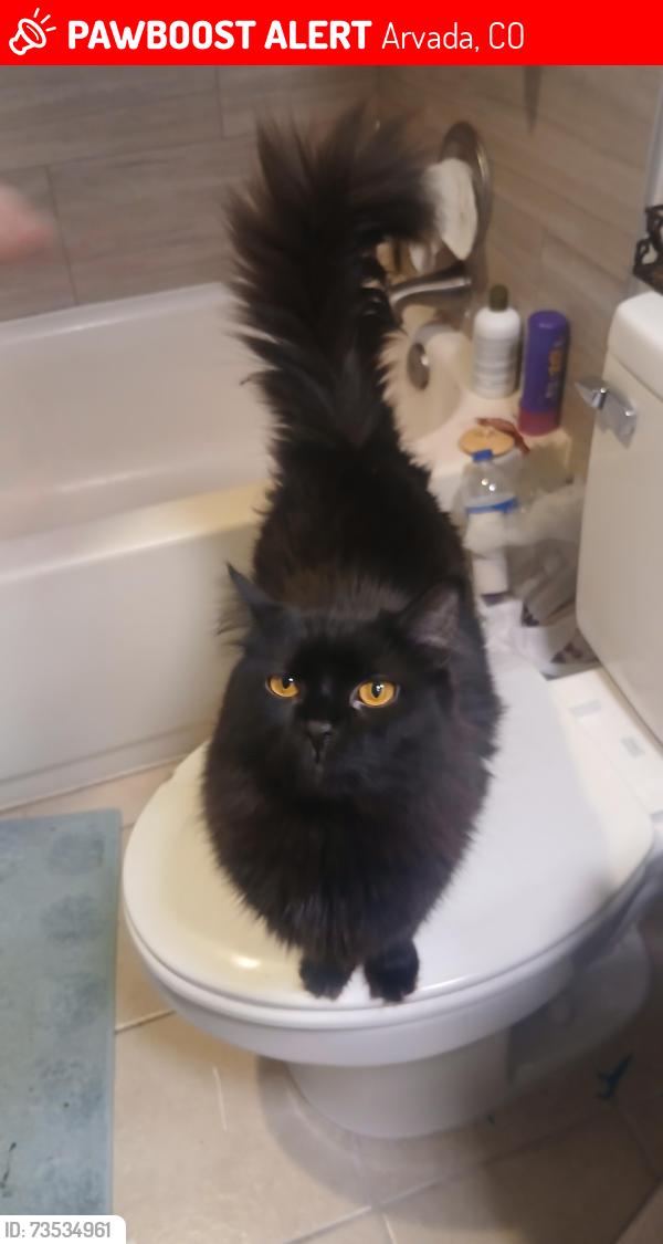 Lost Female Cat last seen Allison and oberon rd, Arvada, CO 80004