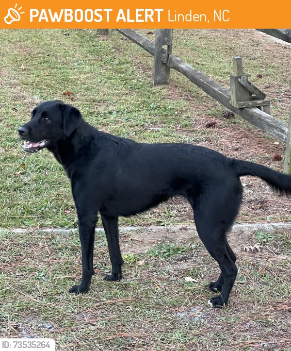 Found/Stray Female Dog last seen Carlos and Lucinda, Linden, NC 28356