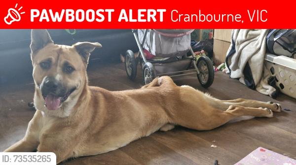 Lost Male Dog last seen Hotham Street, Cranbourne, Cranbourne, VIC 3977