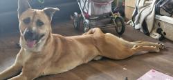 Lost Male Dog last seen Hotham Street, Cranbourne, Cranbourne, VIC 3977