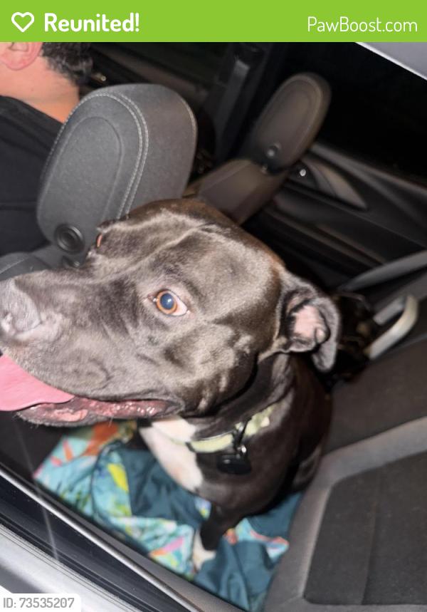 Reunited Male Dog last seen Hoffmeister& Wachtel, St. Louis/ lemay, Lemay, MO 63125