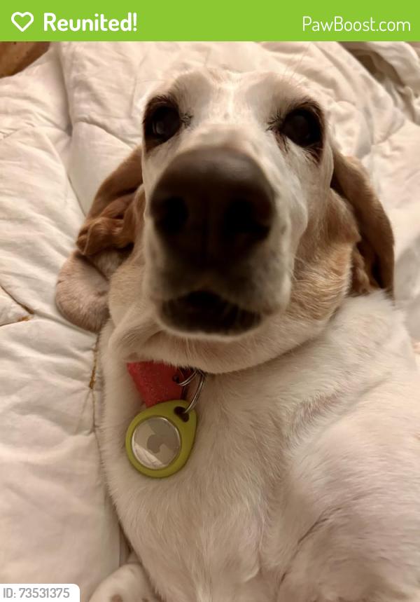 Reunited Female Dog last seen Sherburne and Pascal in Midway St. Paul, Saint Paul, MN 55104