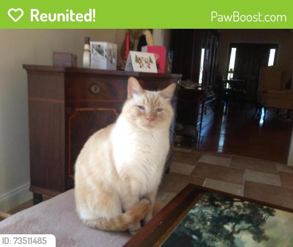 Reunited Male Cat last seen Saint Andrews Drive & Lost Tree Road, Pinehurst, NC 28374