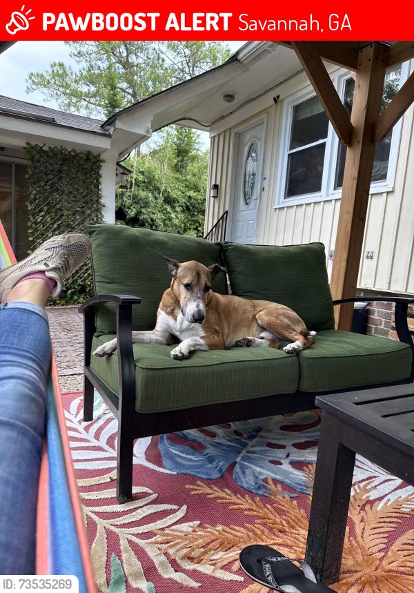 Lost Male Dog last seen Habersham Village, Savannah, GA 31405