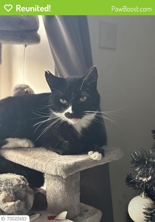 Reunited Male Cat last seen Berewood Park, Waterlooville, England 