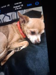 Lost Female Dog last seen 5652hubbard st, East Los Angeles, CA 90022