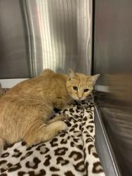 Shelter Stray Female Cat last seen Near, 5001 E Raymond St, Indianapolis, IN 46203, USA