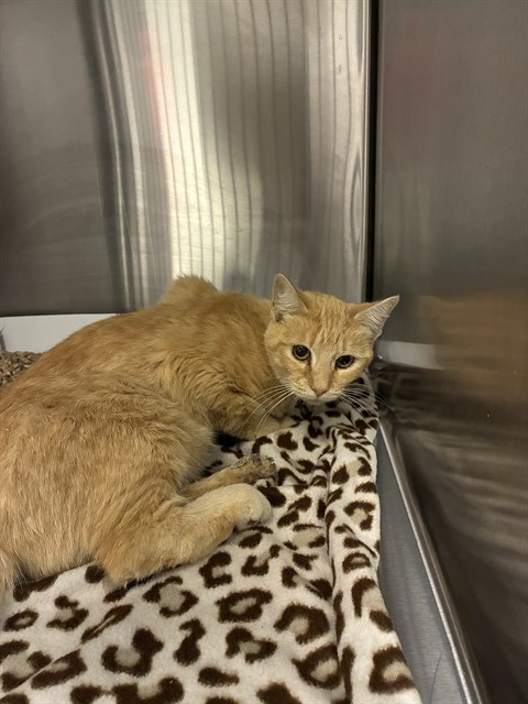 Shelter Stray Female Cat last seen Near, 5001 E Raymond St, Indianapolis, IN 46203, USA