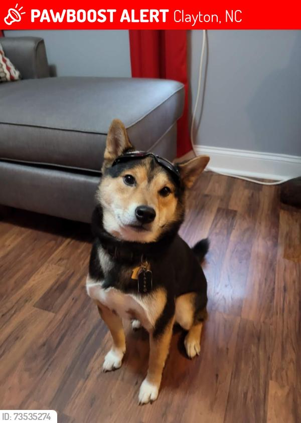 Lost Male Dog last seen E Hilton st, Clayton, NC 27520