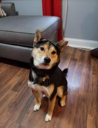 Lost Male Dog last seen E Hilton st, Clayton, NC 27520