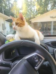 Lost Male Cat last seen Huntington forest area, Gastonia, NC 28056