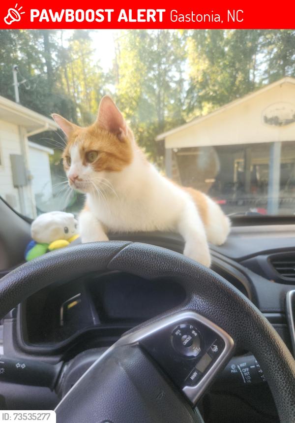 Lost Male Cat last seen Huntington forest area, Gastonia, NC 28056