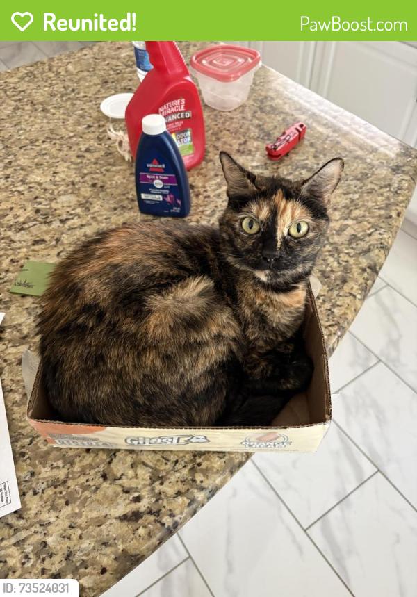 Reunited Female Cat last seen Amber mist ln., Houston, TX 77095