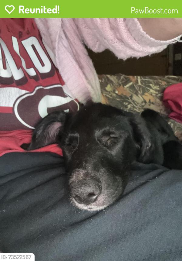Reunited Male Dog last seen Ross rd, Barrow County, GA 30680