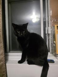 Reunited Male Cat last seen Near rue villeneuve, Montréal, QC H1G 1M5