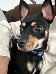 Found/Stray Female Dog last seen Amherst Dr and Duval Rd, Austin, TX 78729